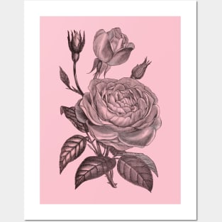 Pink Rose Flower Vintage Floral Illustration Posters and Art